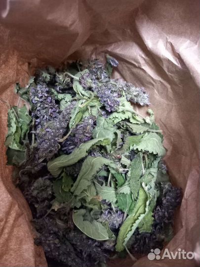 Буквица лекарственная сухоцвет