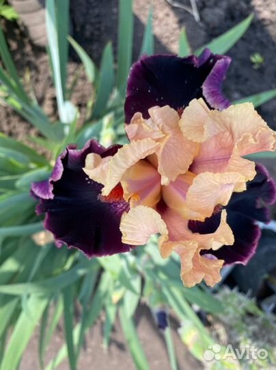 Многолетние цветы и кустарники