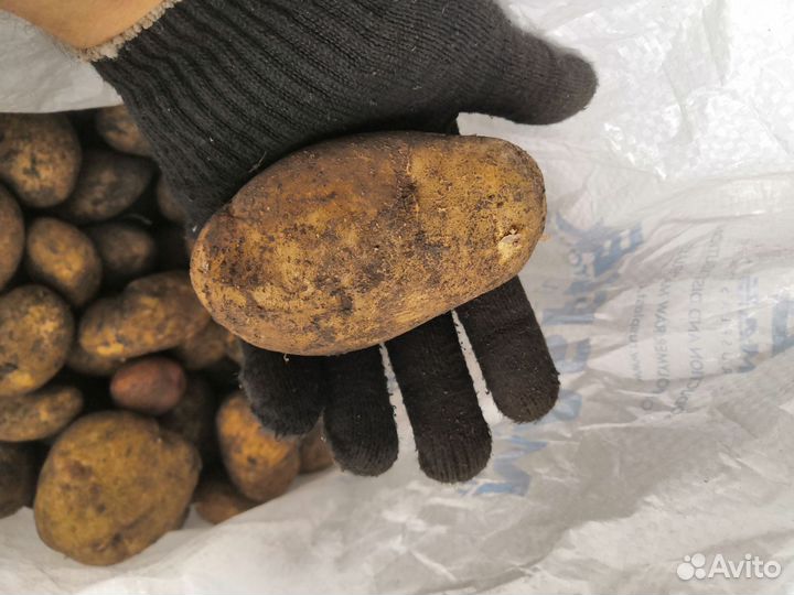 Картофель на еду