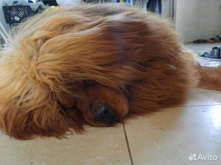 Пух вычесанный (тибетского мастифа)