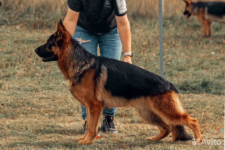 Вязка немецкой овчарки кобеля