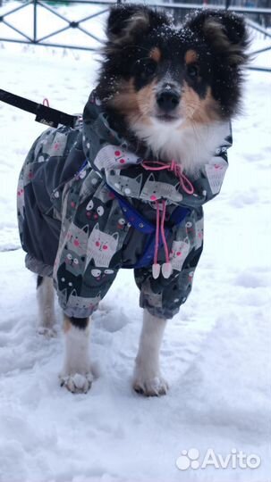Комбенизон для собак(на кобеля) мелких пород
