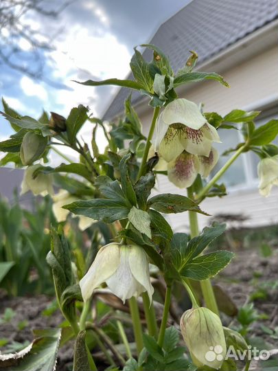 Морозник куст