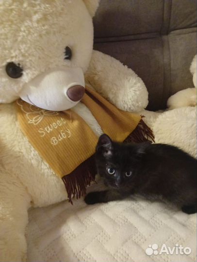 Кошки в добрые руки бесплатно