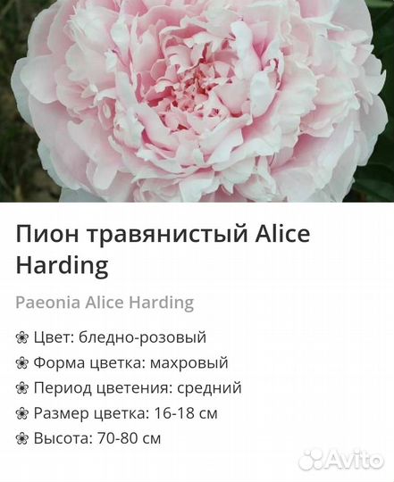 Пионы сортовые