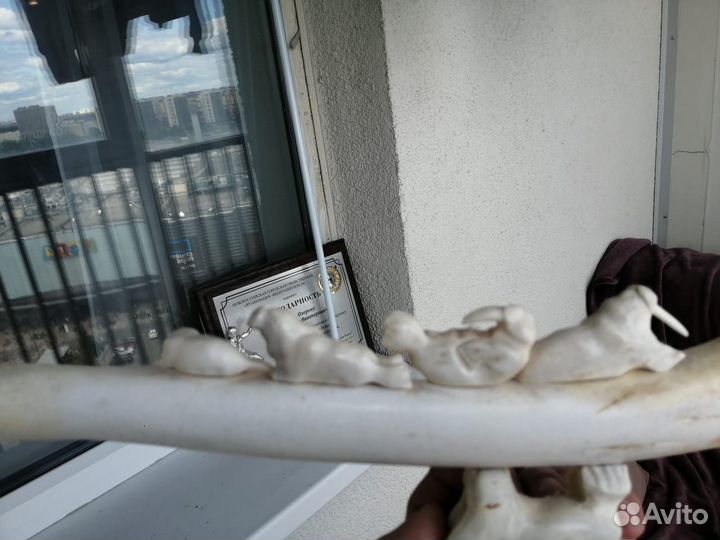 Мишки Бакулум Из кости северного водоплавающего