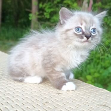 Рэгдолл котёнок