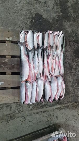 Горбуша серебро пбг, Сахалин