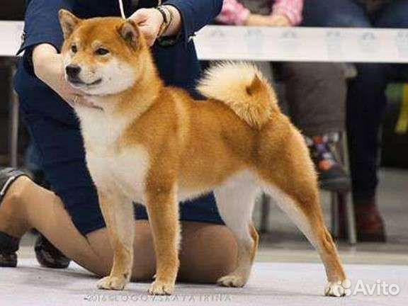 Щенки сиба ину (шиба)