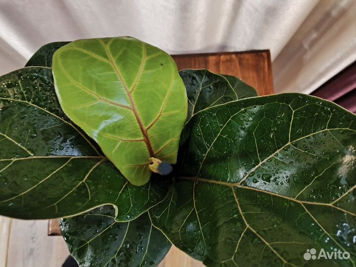 Фикус Лирато Бомбино