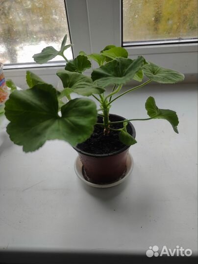 Пеларгония герань Lady Mavis Pilkington