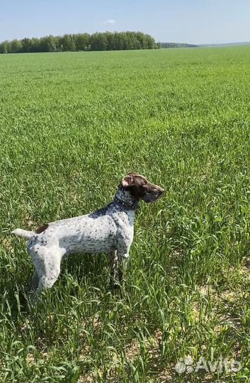 Курцхаар вязка