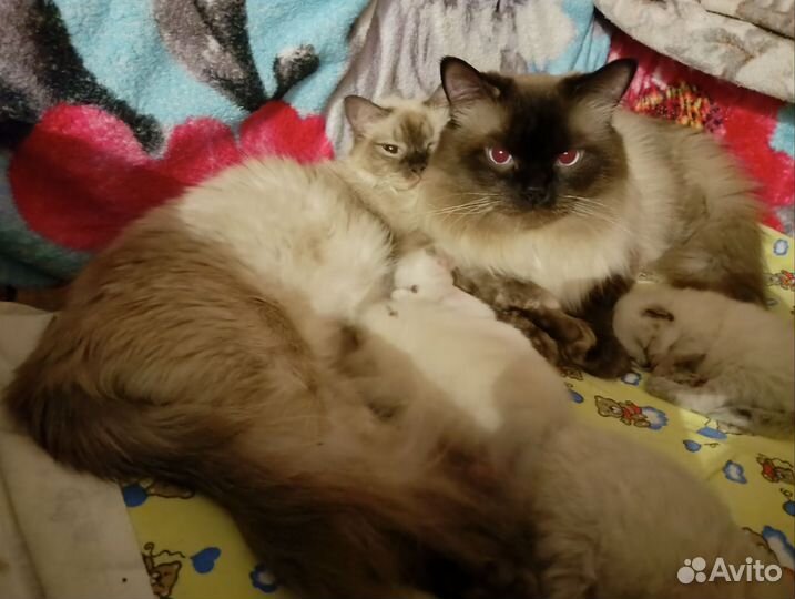 Невские котята