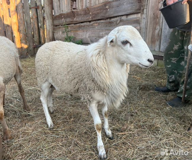 Катумские бараны