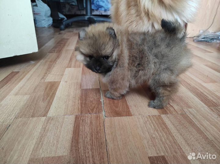 Немецкий шпиц вязка