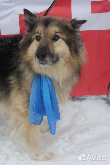 Барон, который ждёт