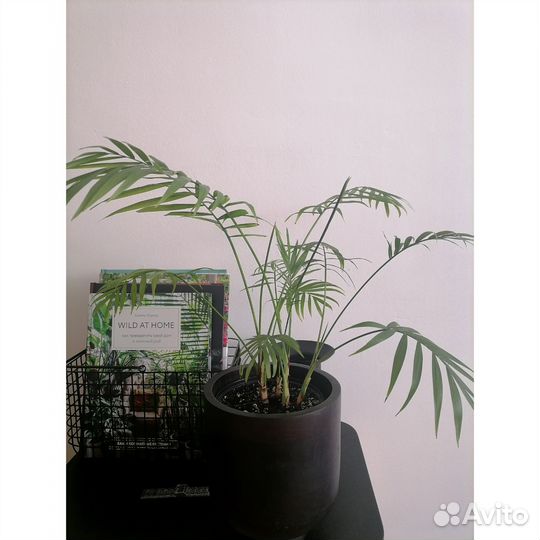 Комнатные растения