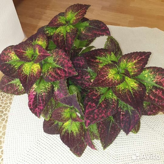 Колеус аватар