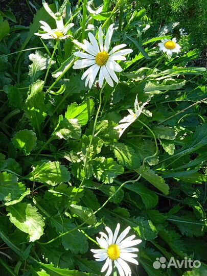 Нивяник обыкновенный ромашка