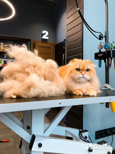 Модели для груминга шпиц, йорк