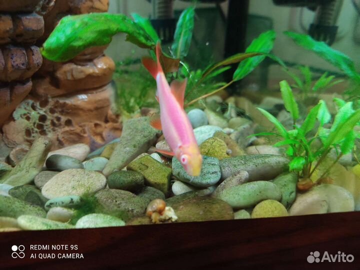 Аквариумные рыбки Лабео 8 см 1шт