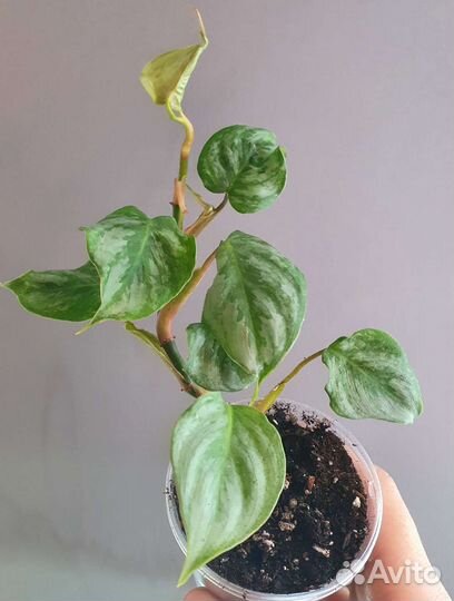 Комнатные растения