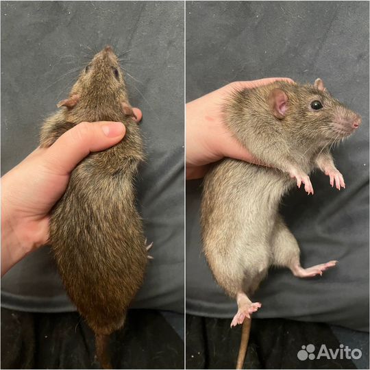 Крысы мальчики