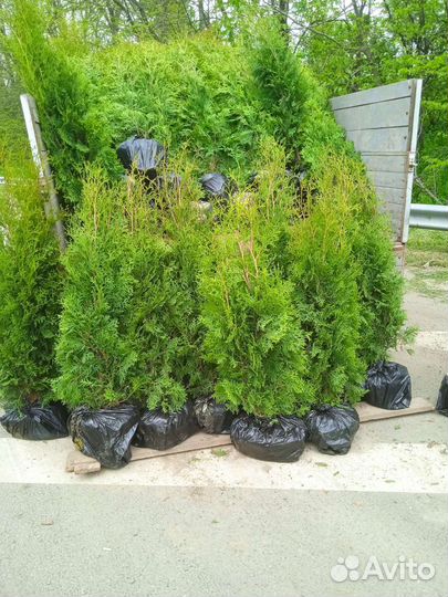 Саженцы туи оптом в розницу