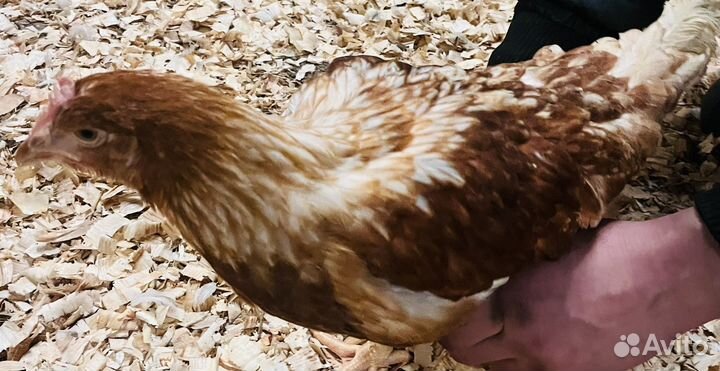 Куры молодки несушки