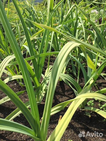 Чеснок Рокамболь (Слоновий чеснок,Elephant garlic)