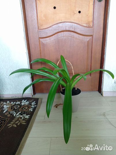 Гименокаллис