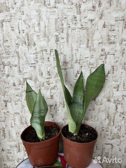 Сансевиерия мунштайн