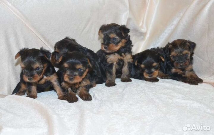 Йоркширский терьер