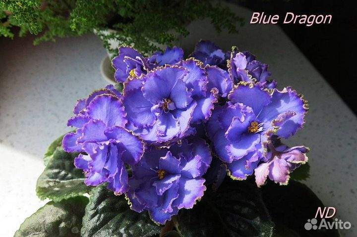 Фиалки(набор)