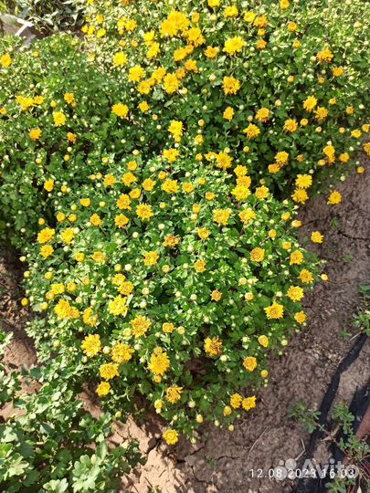 Хризантемы мультифлора