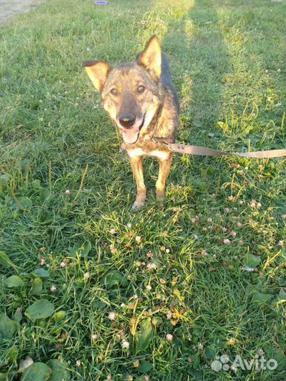 Джой ищет дом