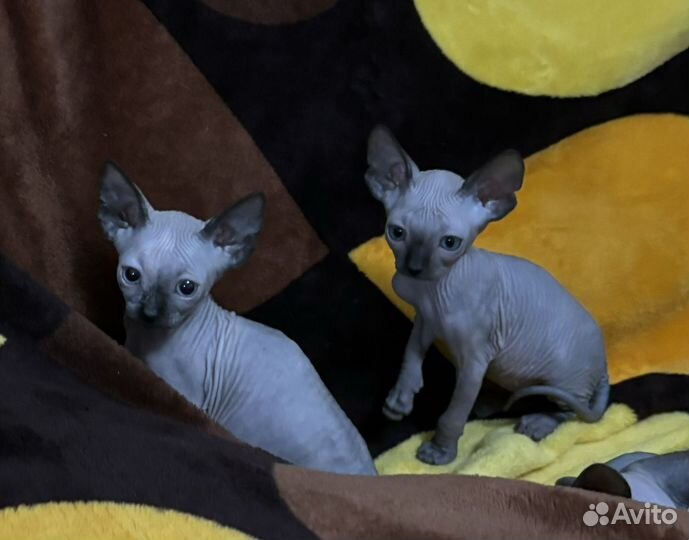 Канадский сфинкс котята