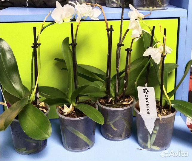 Орхидея мини