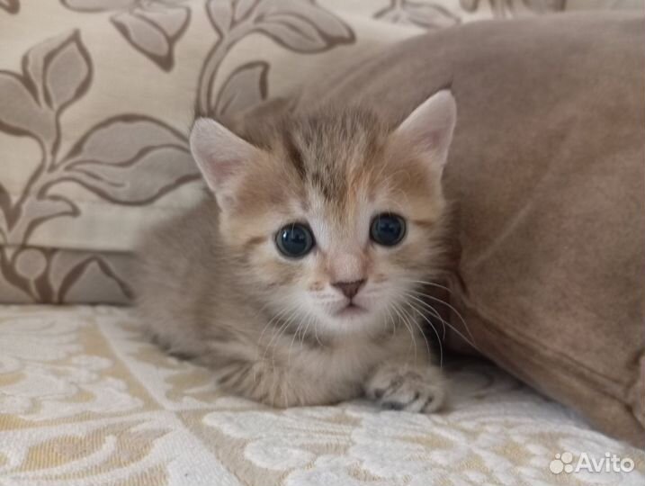 Отдам котенка мальчика