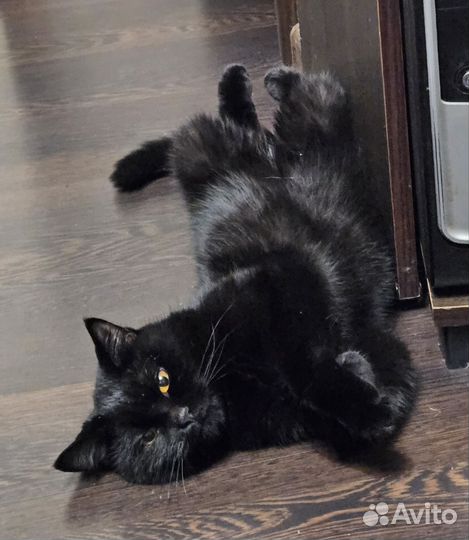 Британская кошка вязка