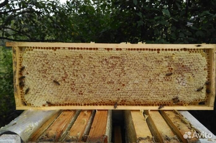 Мёд натуральный опт