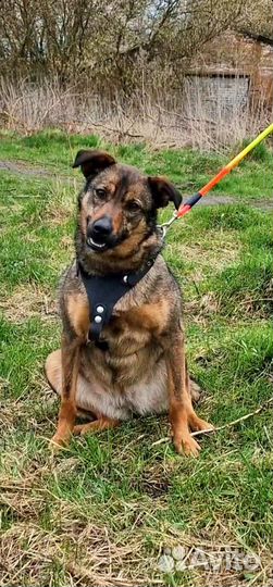 Собака в добрые руки отдам бесплатно