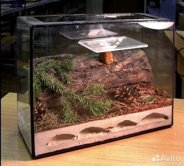 Ферма для муравьев