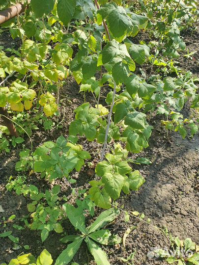 Саженцы ежевики