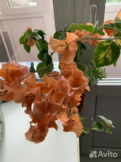 Бугенвиллея