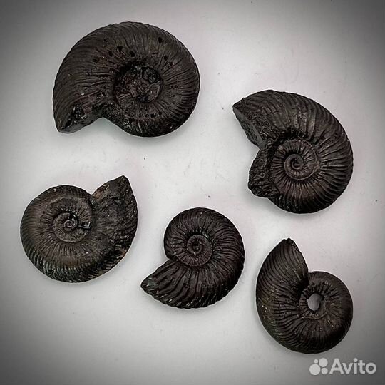 Набор Аммонитов окаменелость палеонтология ракушка