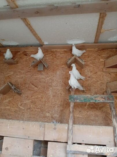 Белые голуби
