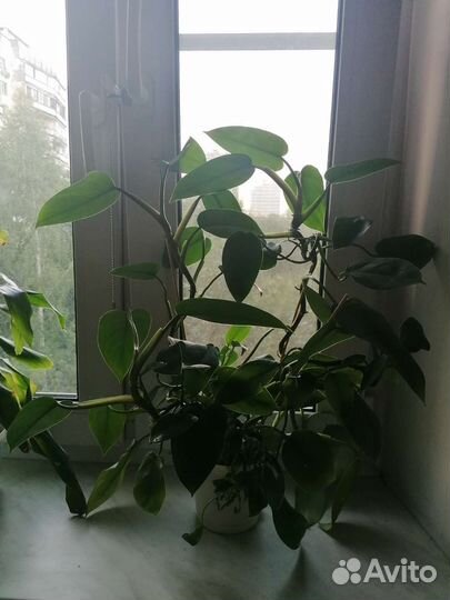 Филодендрон