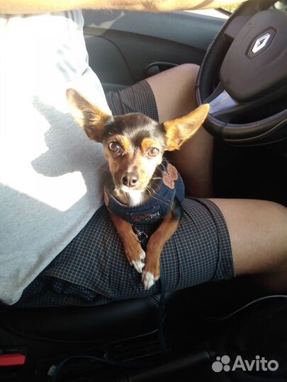 Домашние животные собаки бесплатно