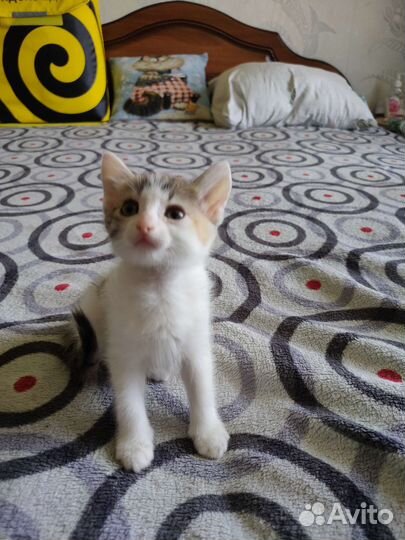 Два котенка в добрые руки